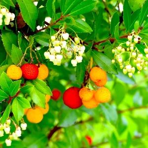 Meet your Posher, Shauna